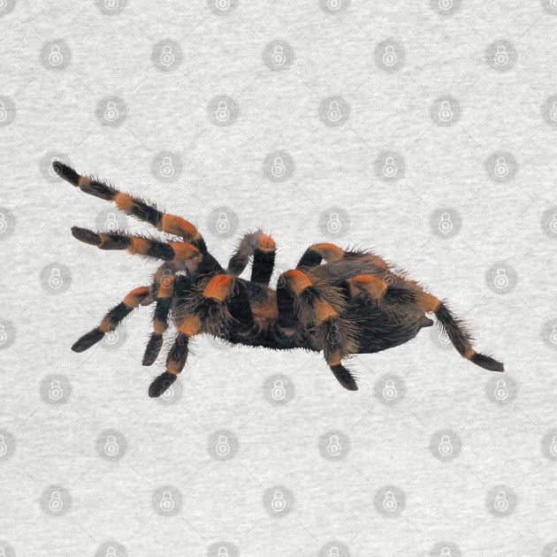 Spider Tarantula by Happy Art Designs